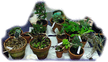 A selection of Herbs.